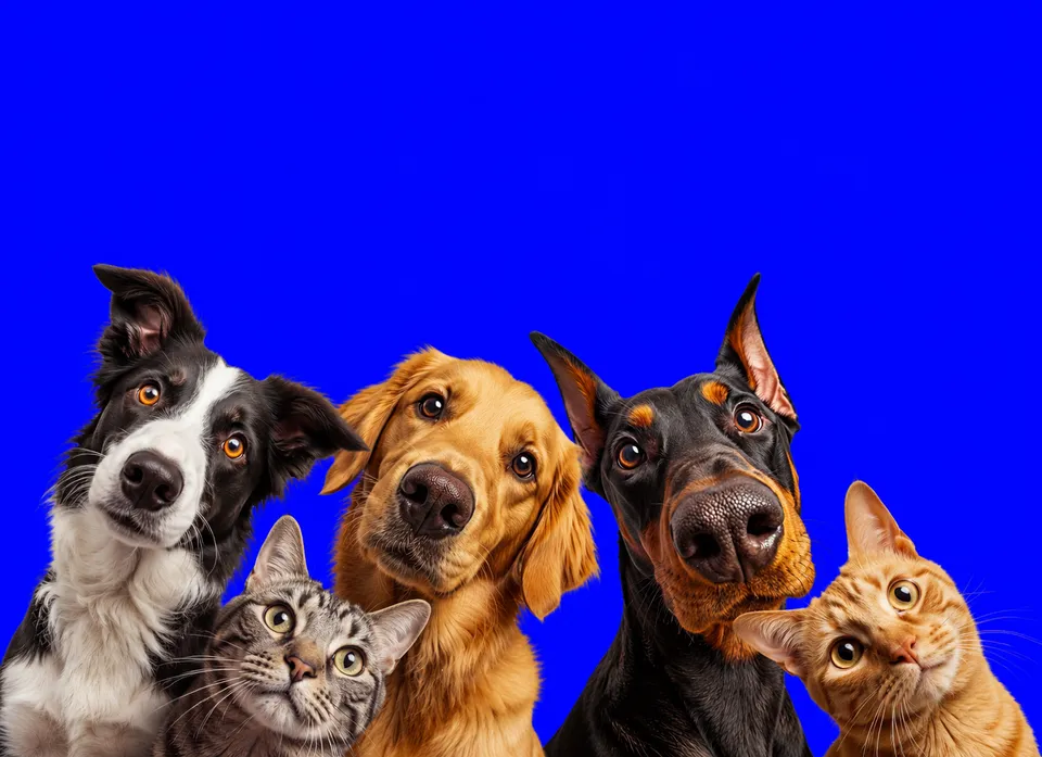 Perros y gatos felices de Canijo