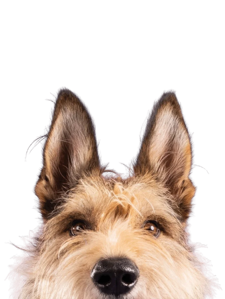 Grooming Domicilio el Salvador